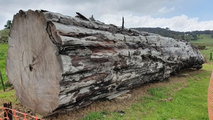 An ancient kauri tree log from Ngāwhā, New Zealand
