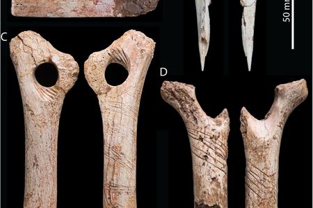 The engraved bones found in Gough's Cave