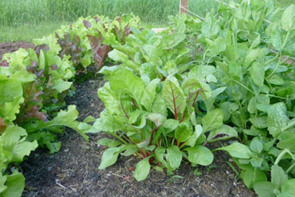 A photographic update on Lisa's fledgling garden