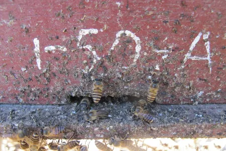 Asian honey bees applying animal feces at the entrance of their hives to ward off attacks from hornets.

