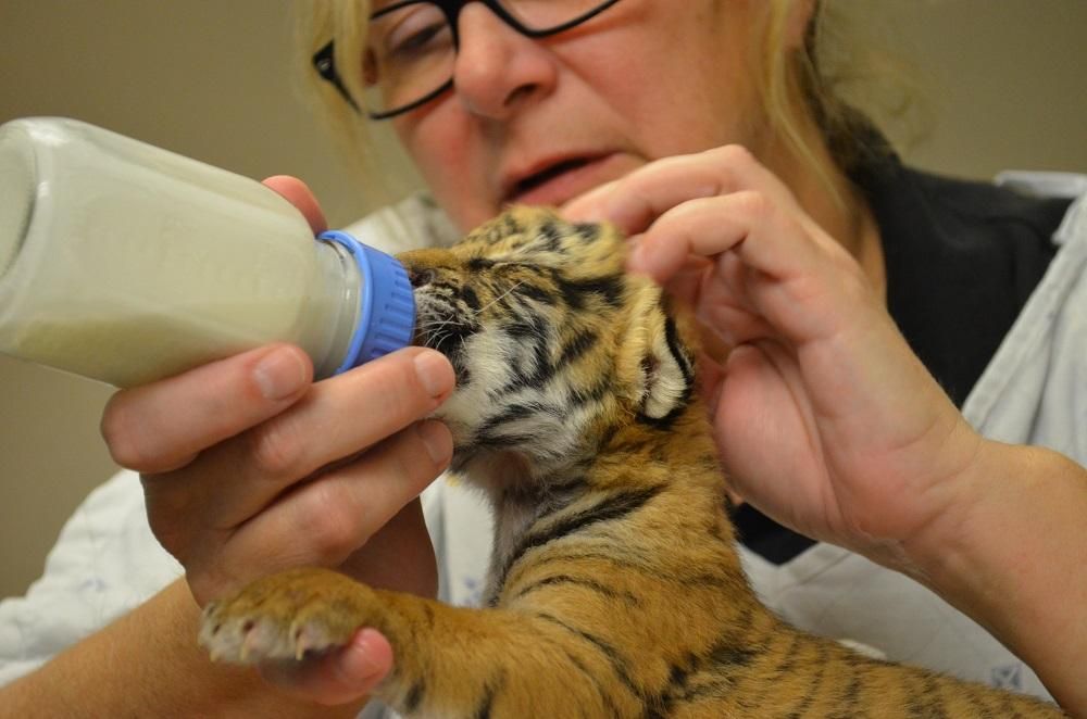 Tiger Cub