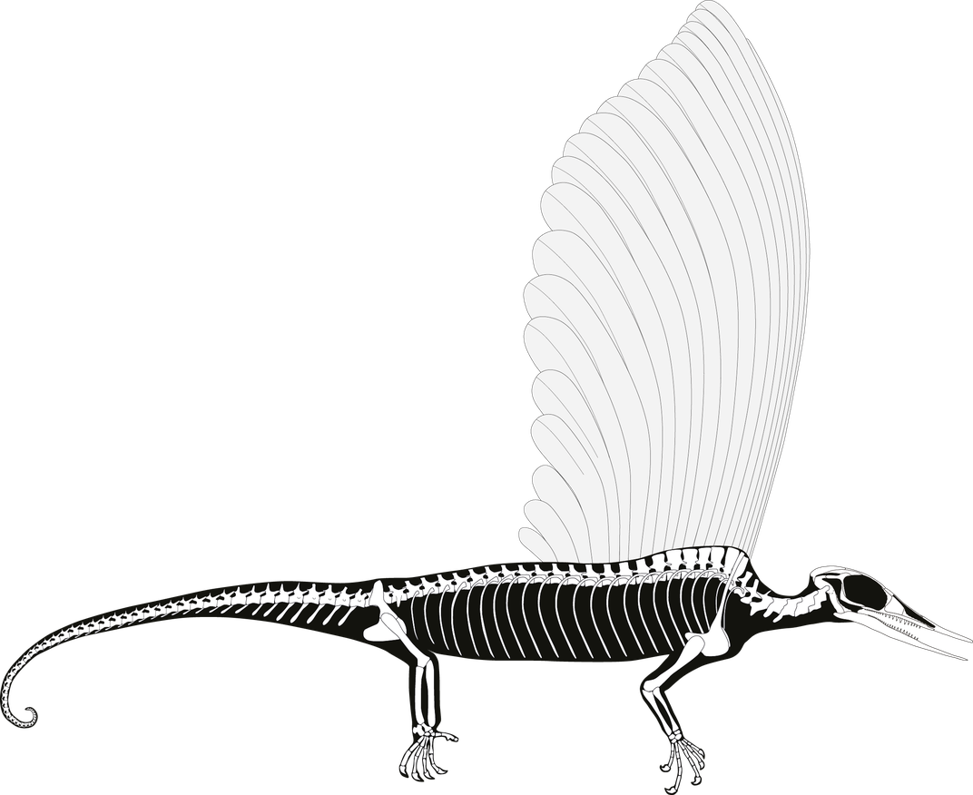 Pic 6 - Skeletal reconstruction Mirasaura