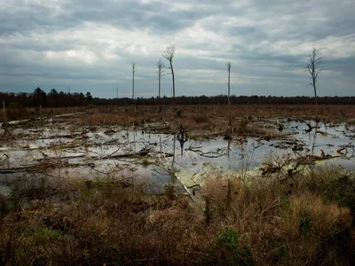 Once 2,000 square miles in Virginia and North Carolina, the swamp today is perhaps one-tenth that size.