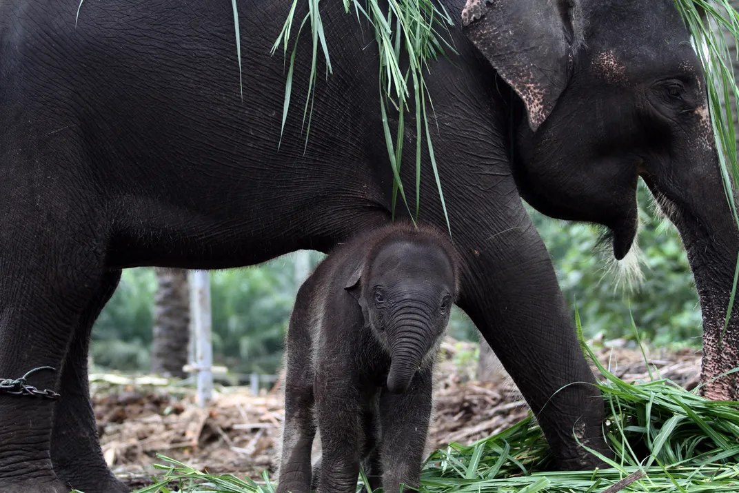 Save the Sumatran elephant habitat | Smithsonian Photo Contest