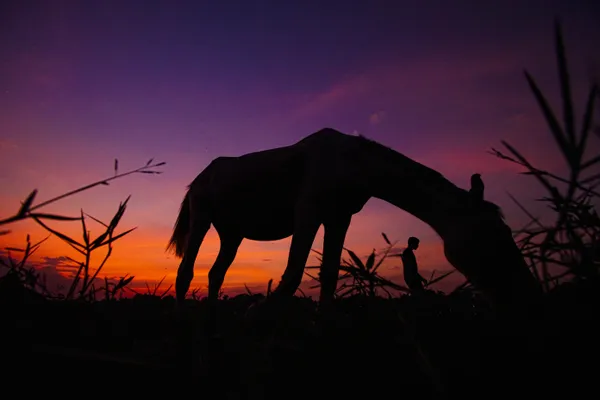 Sunset whispers, silhouettes linger. thumbnail