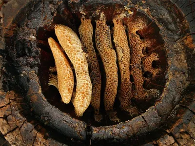 Humans may have raided wild honeybees' nests during the Stone Age -- this hive in a hollow log hive from Cévennes (France) reveals the details of the circular comb architecture ancient humans would have discovered.