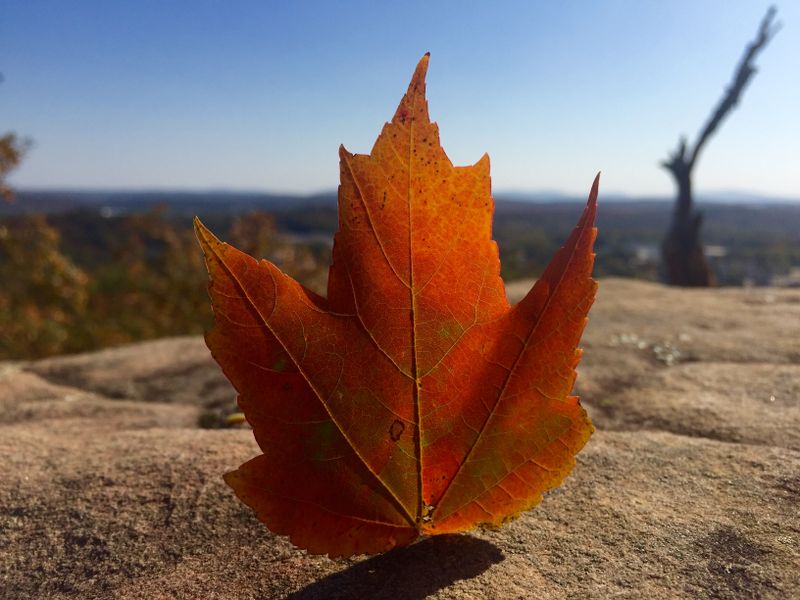 leaf mountain Smithsonian Photo Contest Smithsonian Magazine