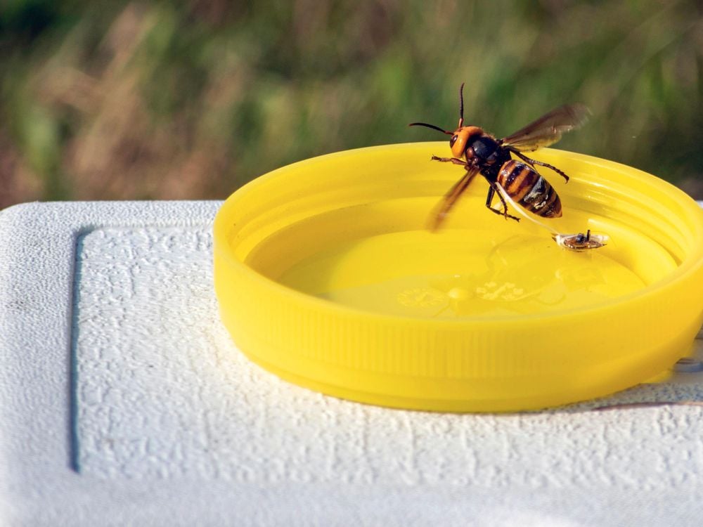 A live Asian giant hornet flutters but is unable to fly away as a tracking device placed by a researcher dangles behind near Blaine, Washington