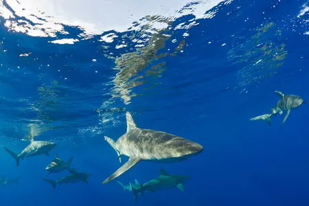 Galapagos sharks swim near Maui, Hawaii.