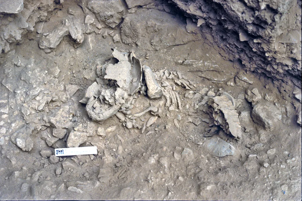 A Neanderthal child's skeleton in dirt