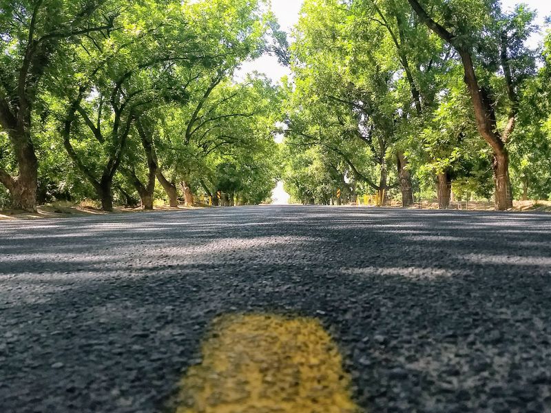 Pecan Orchard Smithsonian Photo Contest Smithsonian Magazine