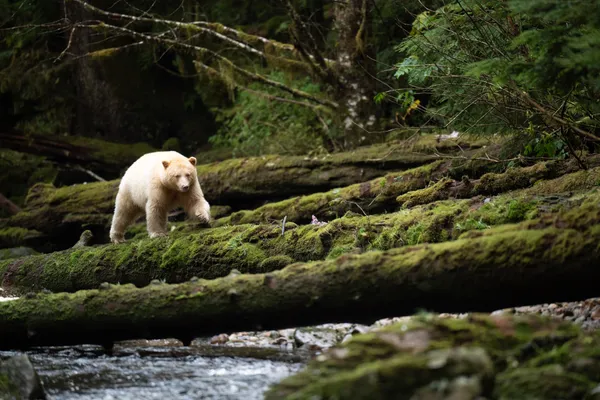 Laaya the Spirit Bear Walking Along a Forest Log thumbnail