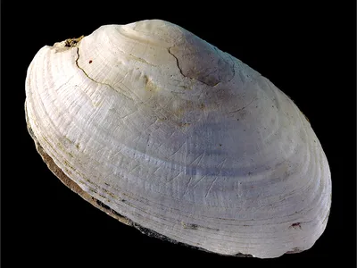 Zigzags on a Shell From Java Are the Oldest Human Engravings image