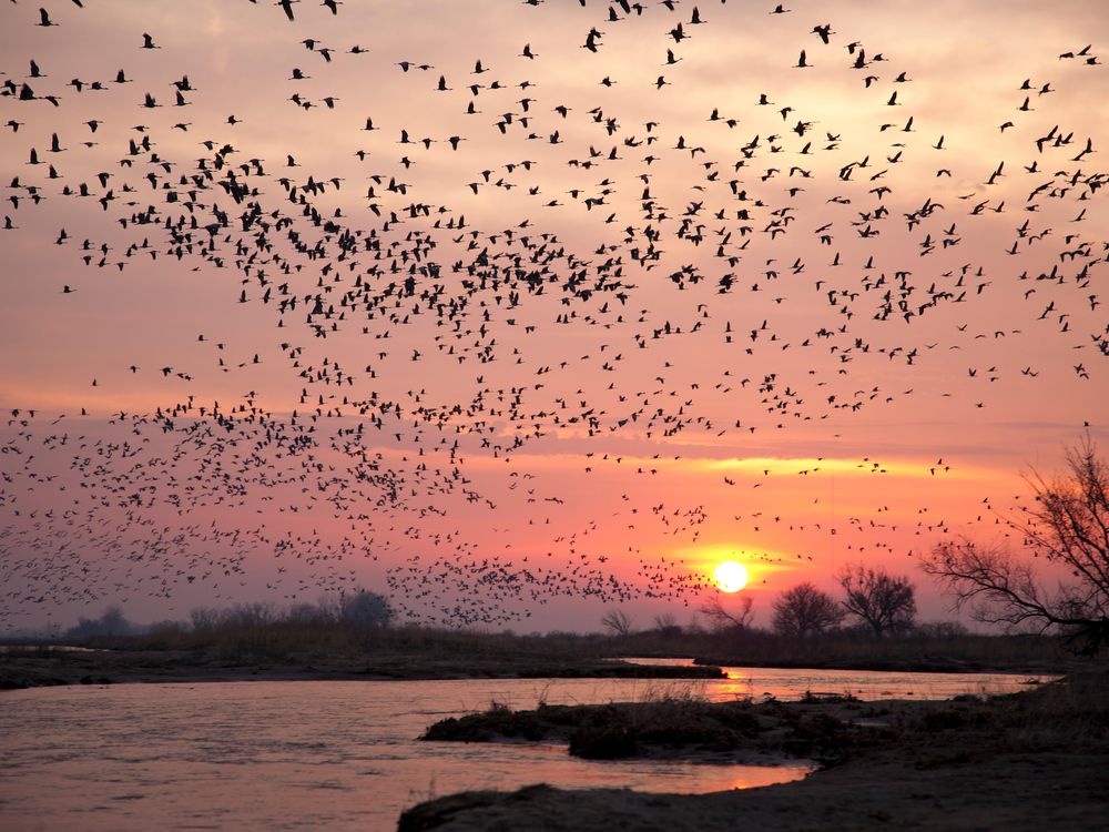 Spring Bird Migrations, Sandhill Cranes