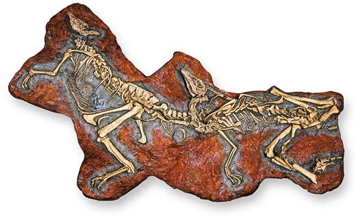More than 20 young dinosaurs died together 92 million years ago