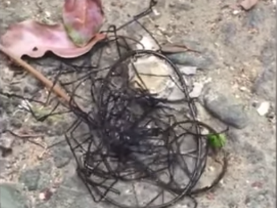 A horsehair worm seen in its adult state, in which it lives only to breed