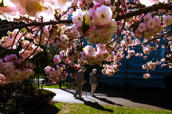 Spring Walk Under Blossoms thumbnail