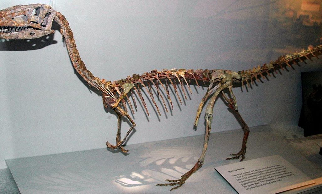 Theropod