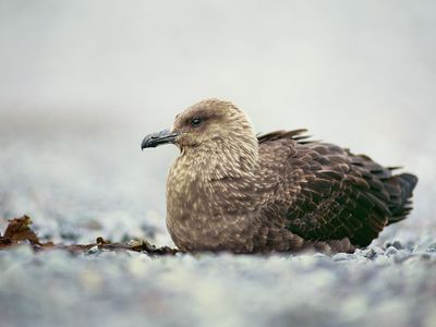 An Antarctic skua, one of the birds hardest hit by avian flu in the region.&nbsp;