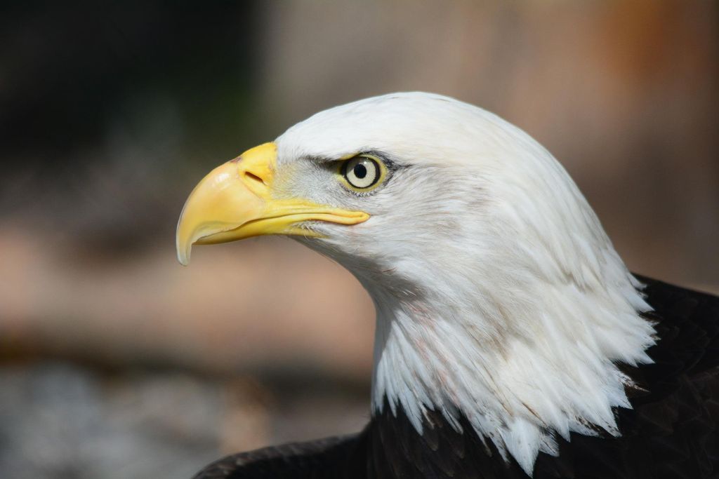 Bald eagle head