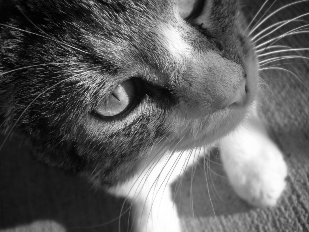 A kitten basks in the springtime sun.