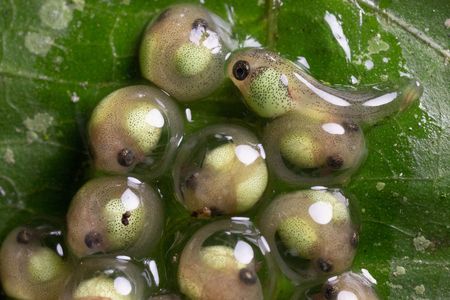 Five-day-old red-eyed treefrog embryos are tightly curled inside dehydrated eggs packed closely together. It&rsquo;s dry enough to make them begin to hatch early amid heating.