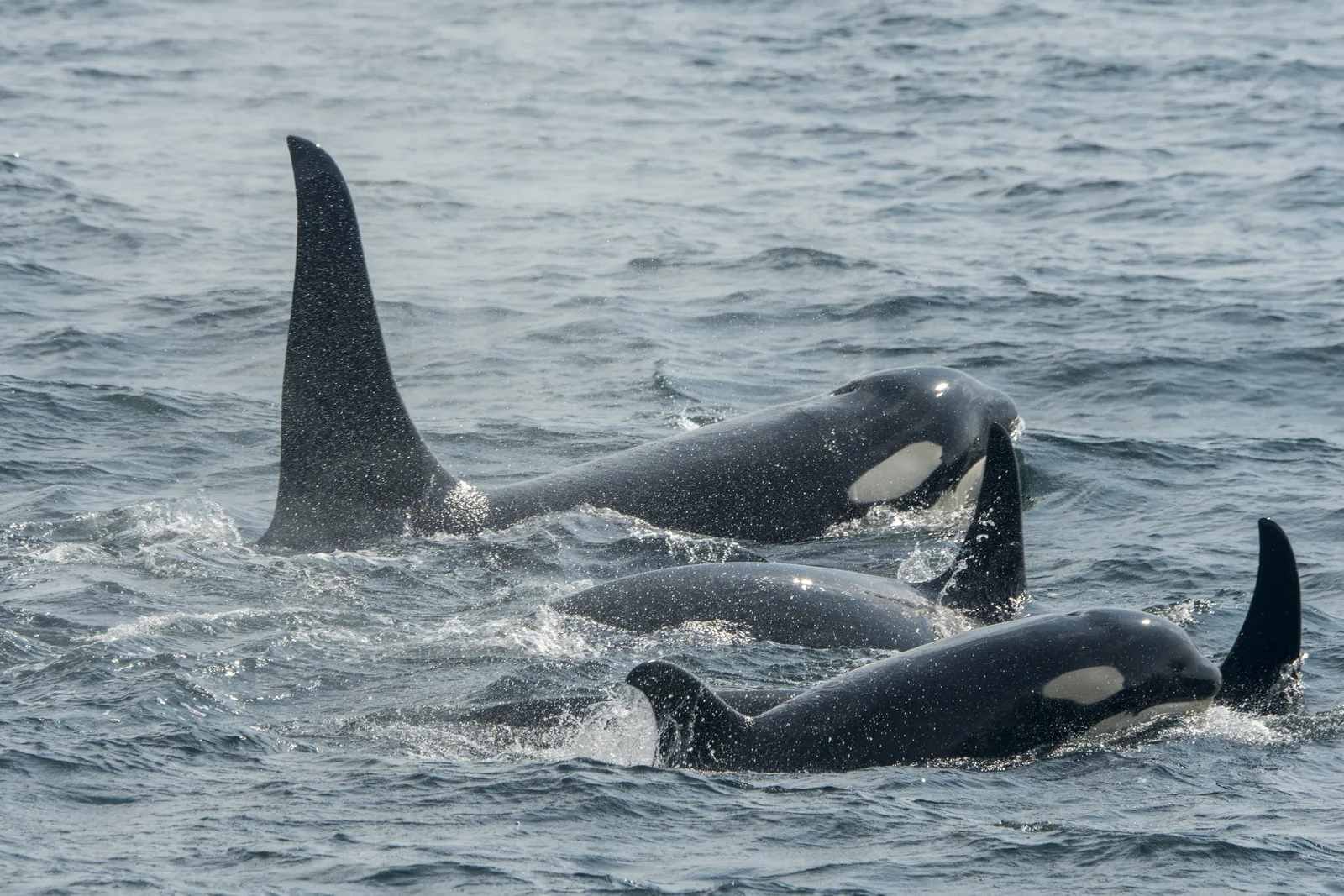 Video Footage Captures Orcas Killing Great White Sharks | Smart News|  Smithsonian Magazine