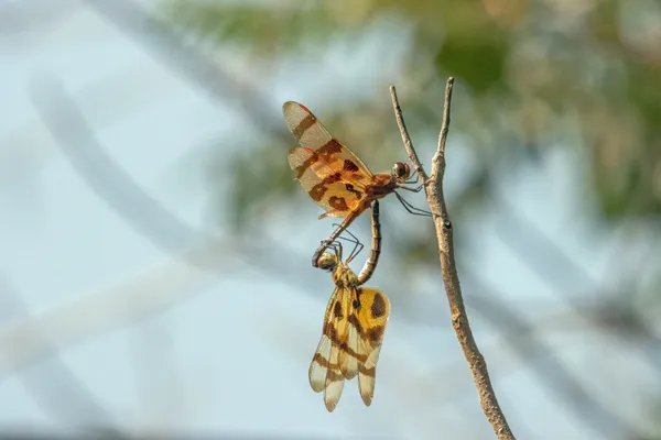 Dragonfly mating wheel thumbnail