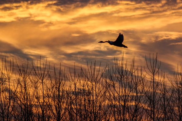Migratory swan flight at sunset thumbnail