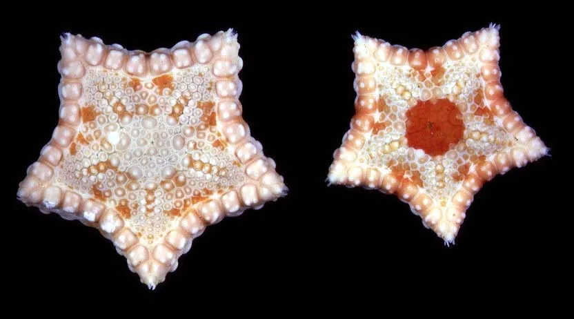 Two red, orange, and white starfish with intricate patterns sit side by side against a black background