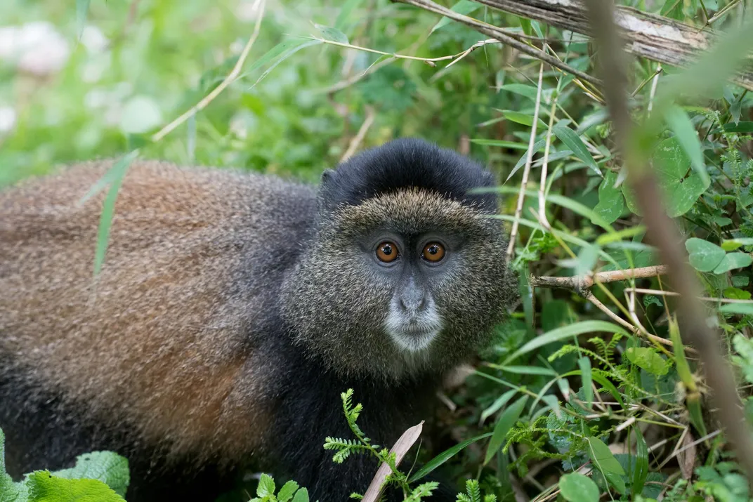 Golden monkey, Volcanoes National Park