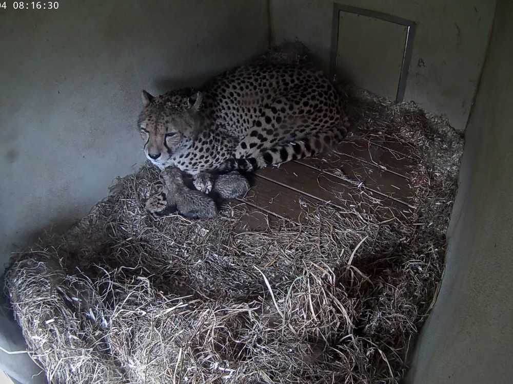 A mother cheetah with her two cubs in captivity.