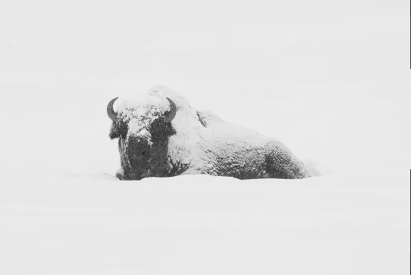 Bison Chilling in Snow thumbnail