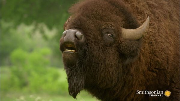 Preview thumbnail for As the American Buffalo Declined, Its Symbolism Rose