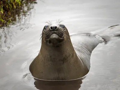 New research shows how seals use their whiskers to aid them as they hunt.&nbsp;