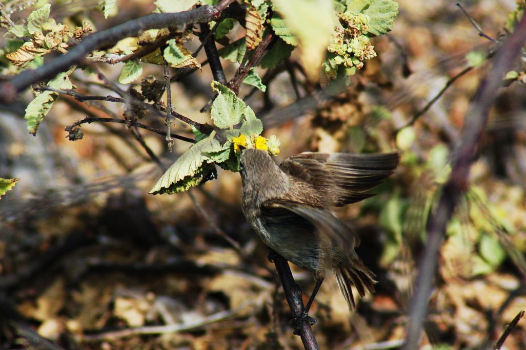 Vampire finch sips nectar from yellow flower blossom, appearing camouflaged into the branches