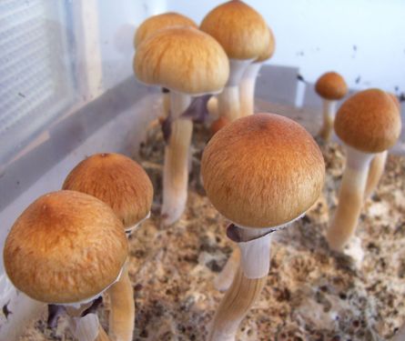 Psilocybe cubensis is the most common species of psilocybin mushrooms.