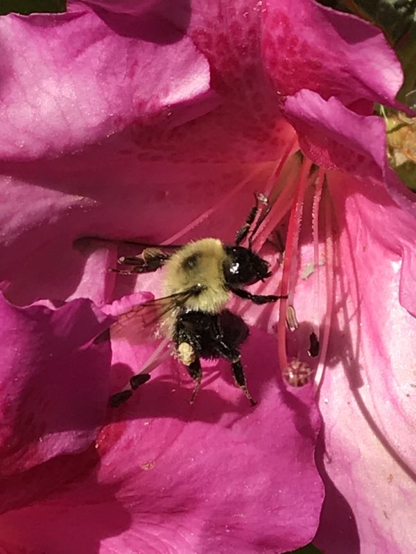 Pollinator thumbnail