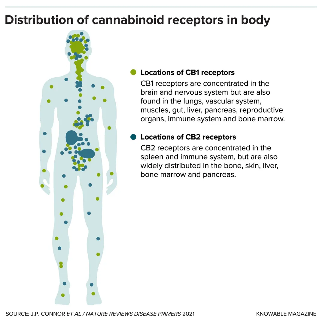 Cannabanoid Receptors in the Body Graphic