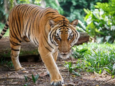 A Malayan tiger like this one was diagnosed with COVID-19 at the Bronx Zoo.