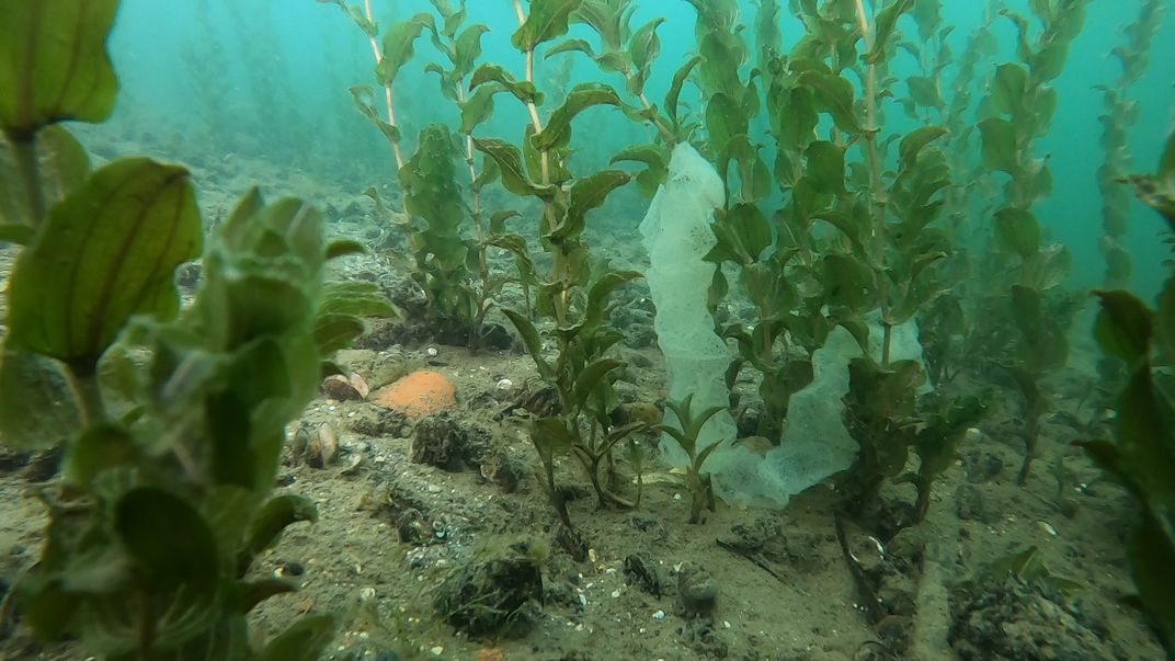 Italian Divers Revive Centuries-Old Tradition to Help Save European Perch