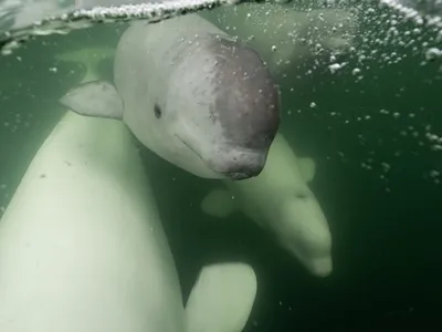 Baby beluga whales and adults alike spend the summer in the Churchill River.
