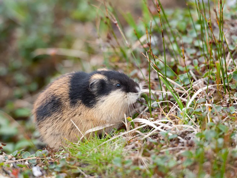 Lemmings Do Not Explode Or Throw Themselves Off Cliffs | Smart News|  Smithsonian Magazine