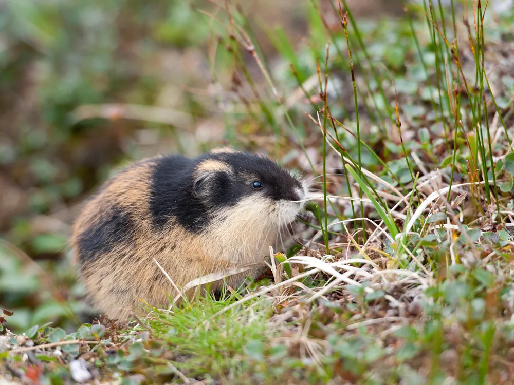 Lemmings na vida real 