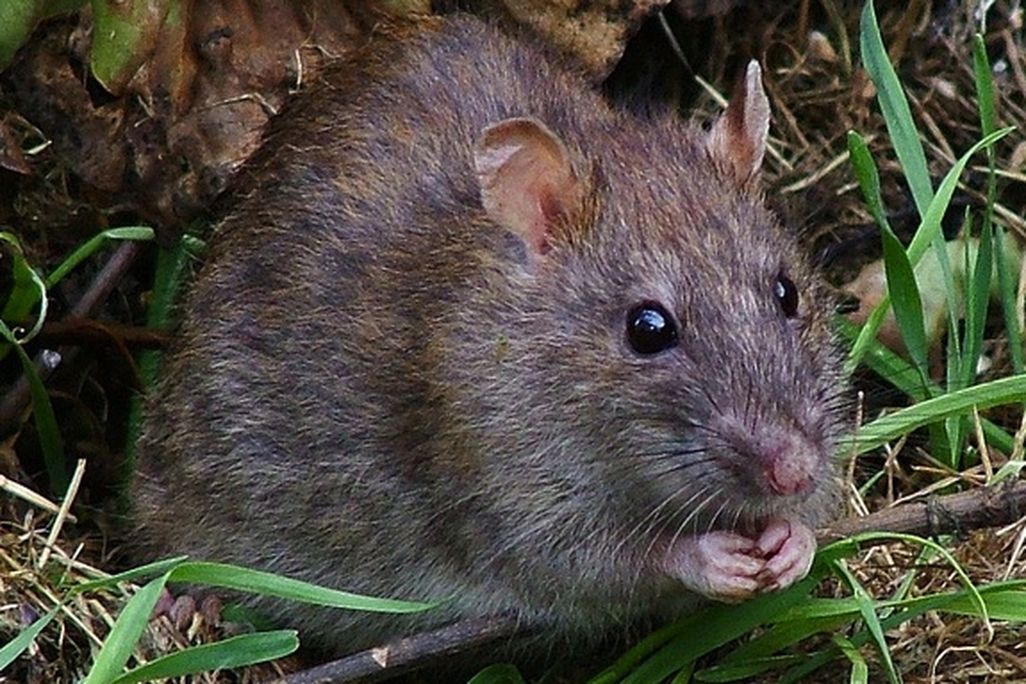 20130418123121rat.jpg