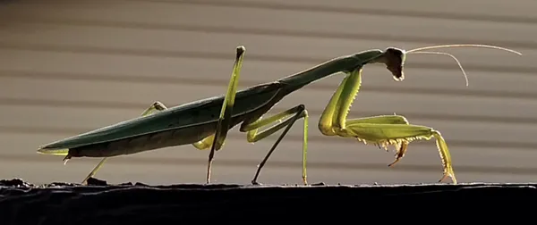 Praying Mantis thumbnail