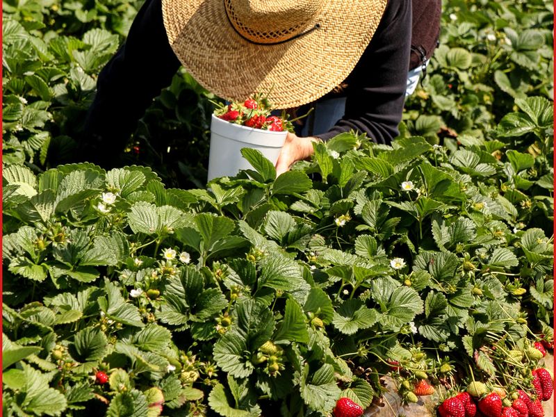 Picking strawberries in California Smithsonian Photo Contest