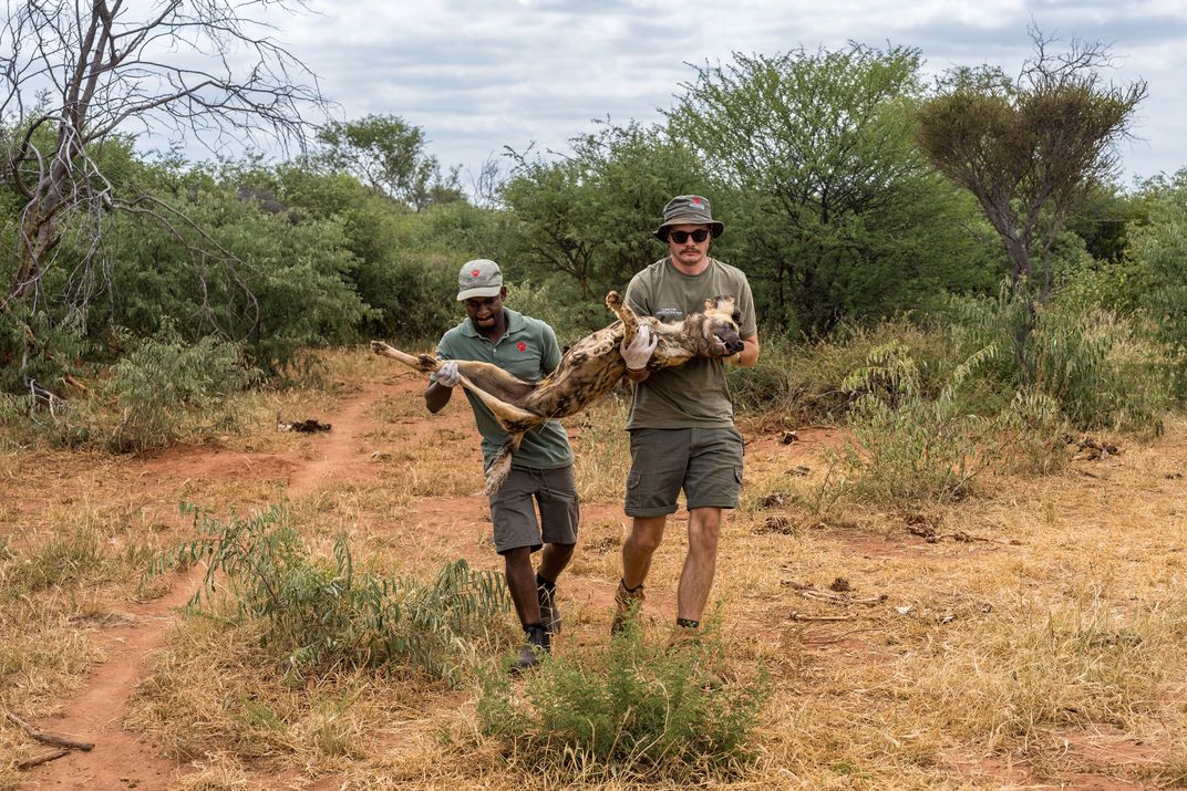 EWT workers Joseph Hlako and Eugene Greyling carry a sedated dog to the truck so it can be relocated, collared and then released into the wild.