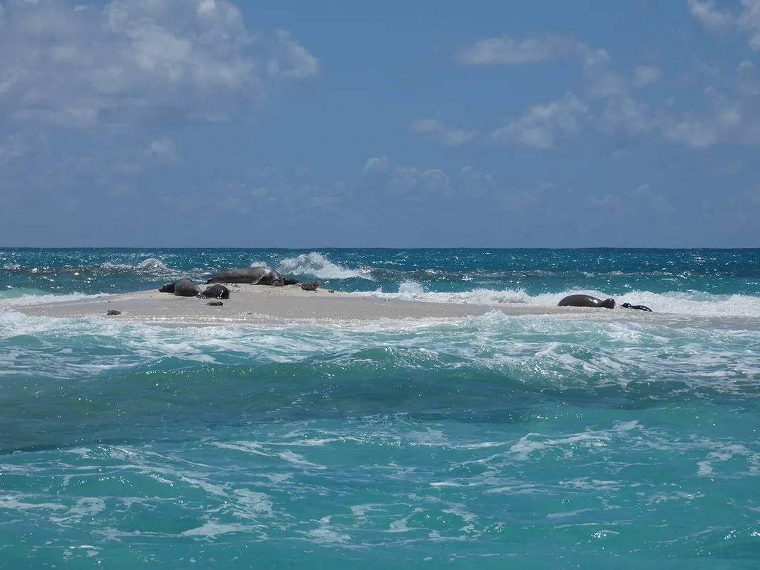 Hawaiian Monk Seals on Small Island
