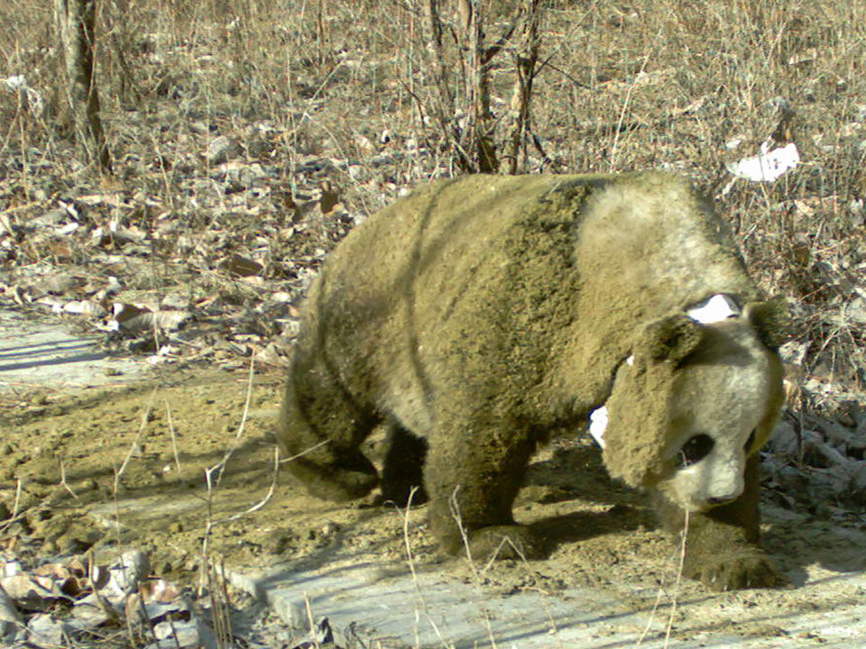 Photo of a panda that has covered itself in manure 